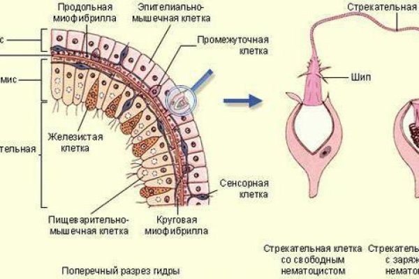 Кракен наркоторговец